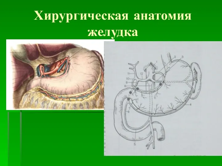 Хирургическая анатомия желудка