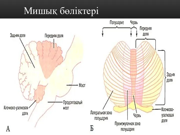 Мишық бөліктері