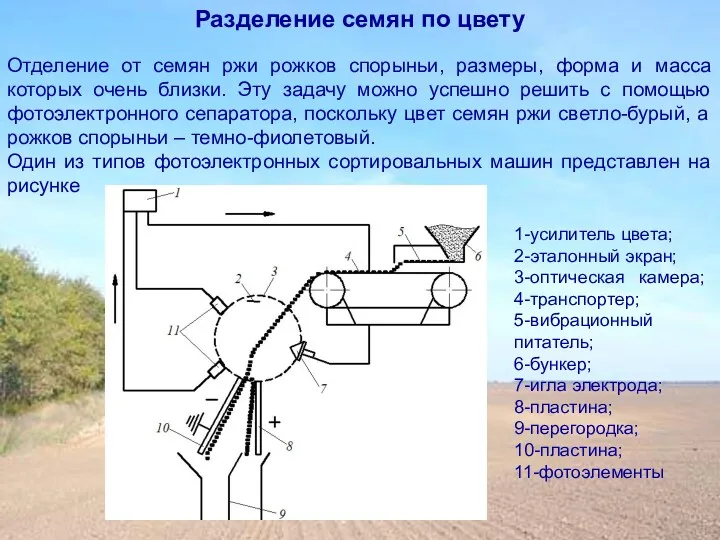 Отделение от семян ржи рожков спорыньи, размеры, форма и масса