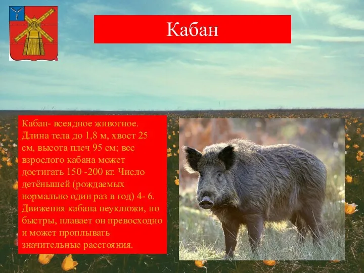 Кабан Кабан- всеядное животное. Длина тела до 1,8 м, хвост