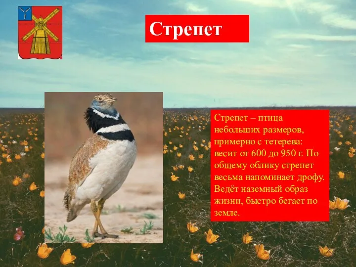 Стрепет – птица небольших размеров, примерно с тетерева: весит от