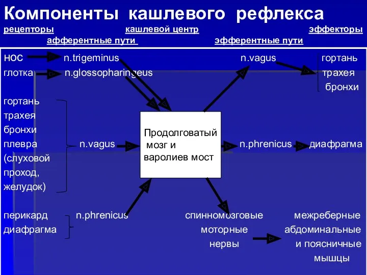 Компоненты кашлевого рефлекса рецепторы кашлевой центр эффекторы афферентные пути эфферентные