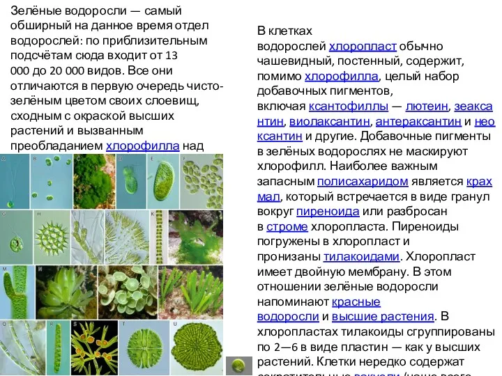 Зелёные водоросли — самый обширный на данное время отдел водорослей: