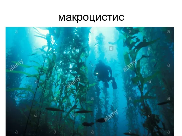 макроцистис