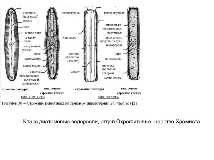 Класс диатомовые водоросли, отдел Охрофитовые, царство Хромиста