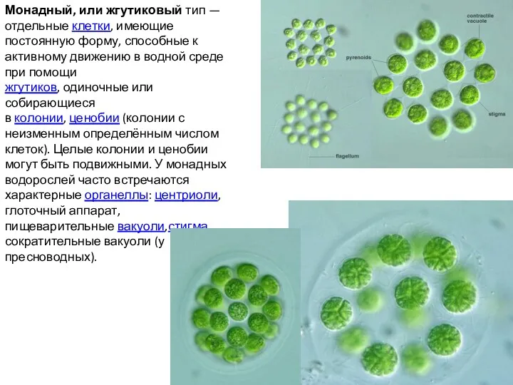 Монадный, или жгутиковый тип — отдельные клетки, имеющие постоянную форму,