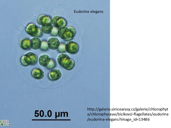 Eudorina elegans http://galerie.sinicearasy.cz/galerie/chlorophyta/chlorophyceae/bicikovci-flagellates/eudorina/eudorina-elegans?image_id=13486