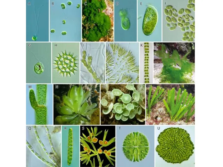 Зеленые водоросли - Chlorophyta