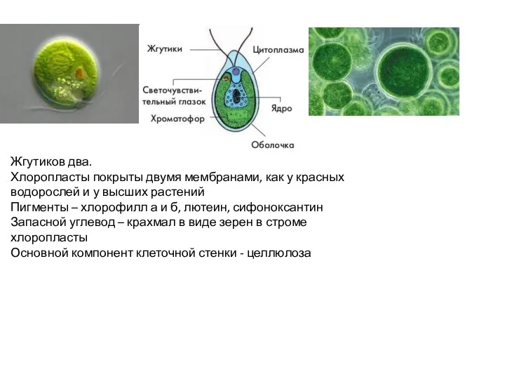 Жгутиков два. Хлоропласты покрыты двумя мембранами, как у красных водорослей