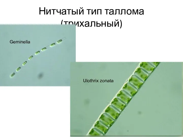Нитчатый тип таллома (трихальный) Geminella Ulothrix zonata