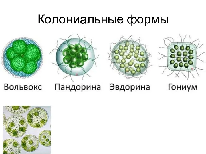 Колониальные формы