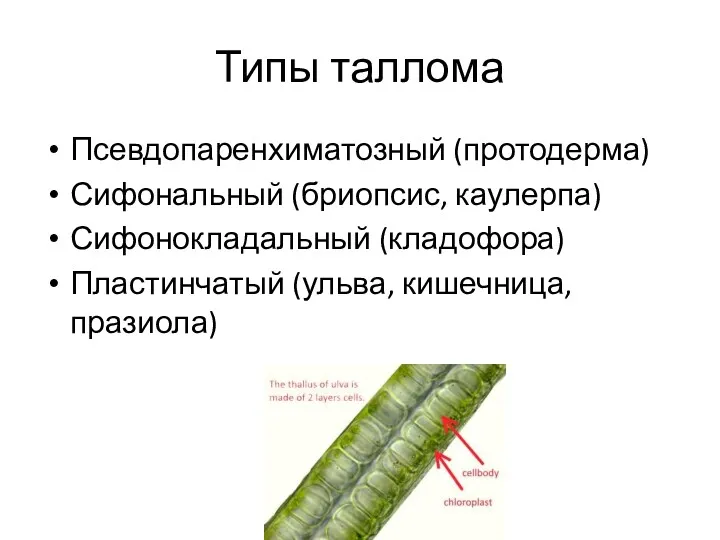 Типы таллома Псевдопаренхиматозный (протодерма) Сифональный (бриопсис, каулерпа) Сифонокладальный (кладофора) Пластинчатый (ульва, кишечница, празиола)