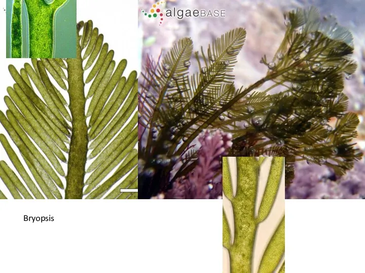 Bryopsis