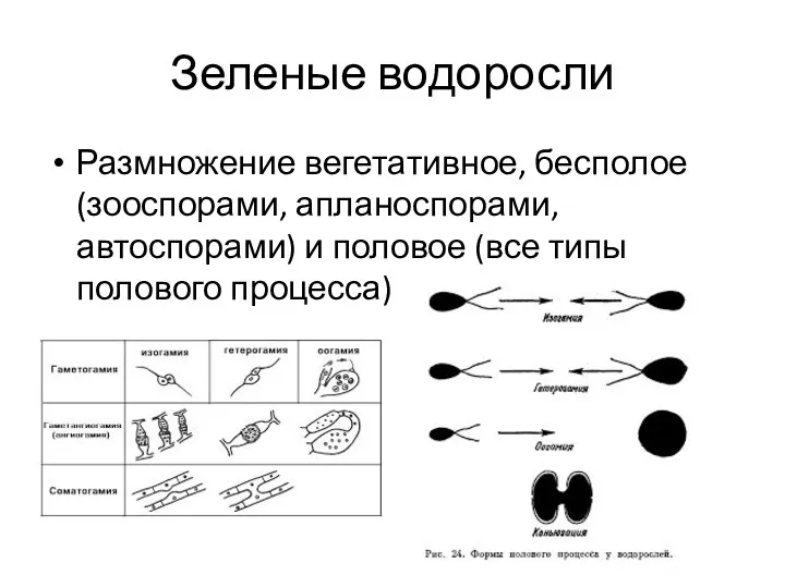 Зеленые водоросли Размножение вегетативное, бесполое (зооспорами, апланоспорами, автоспорами) и половое (все типы полового процесса)