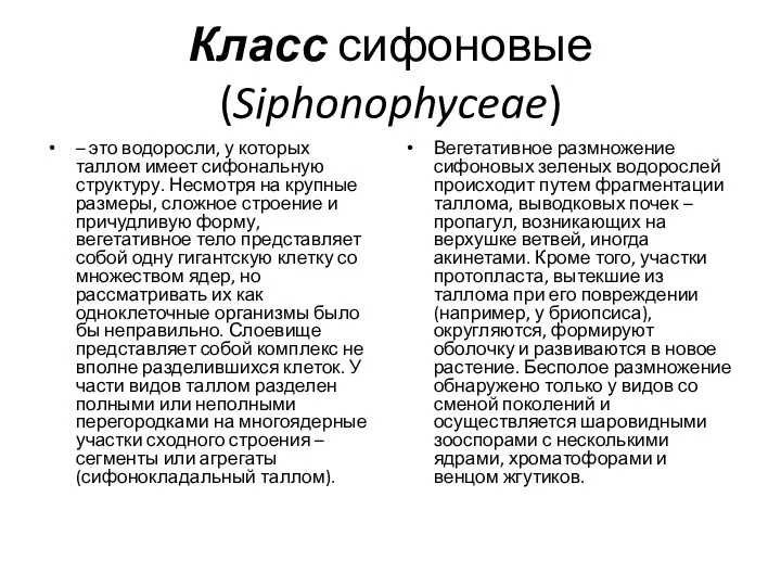 Класс сифоновые (Siphonophyceae) – это водоросли, у которых таллом имеет
