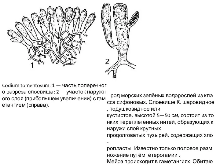 Codium tomentosum: 1 — часть поперечного разреза слоевища; 2 —