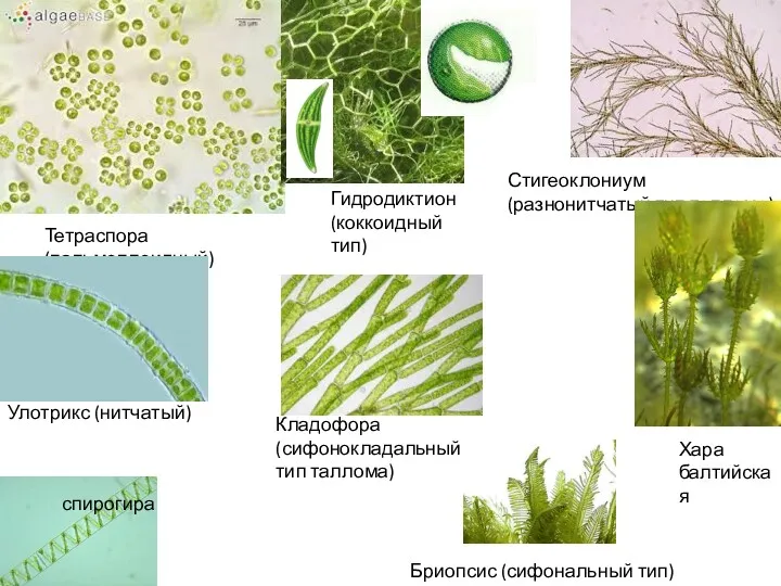 Тетраспора (пальмеллоидный) Гидродиктион (коккоидный тип) Улотрикс (нитчатый) спирогира Стигеоклониум (разнонитчатый