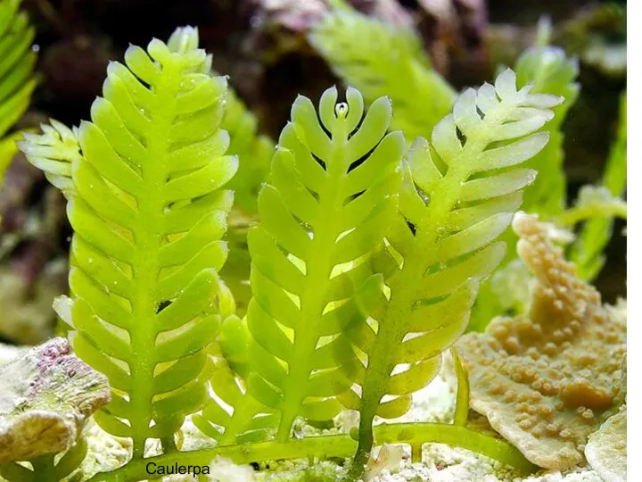 Caulerpa