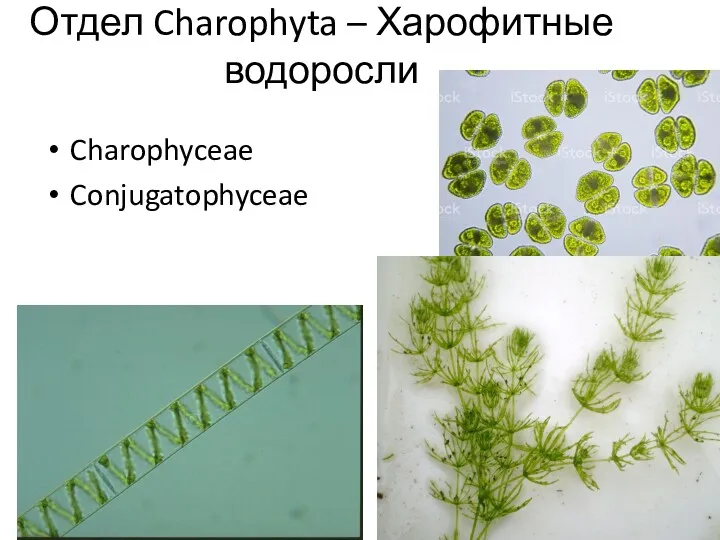 Отдел Charophyta – Харофитные водоросли Charophyceae Conjugatophyceae