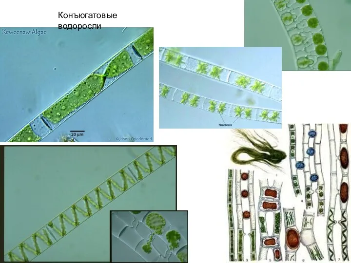 Конъюгатовые водоросли