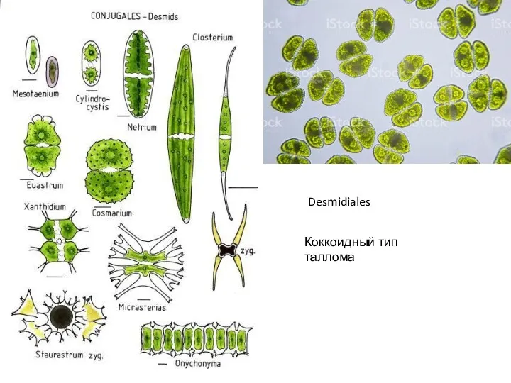 Desmidiales Коккоидный тип таллома