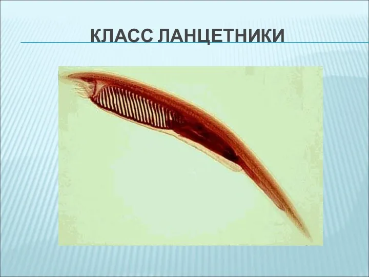 КЛАСС ЛАНЦЕТНИКИ