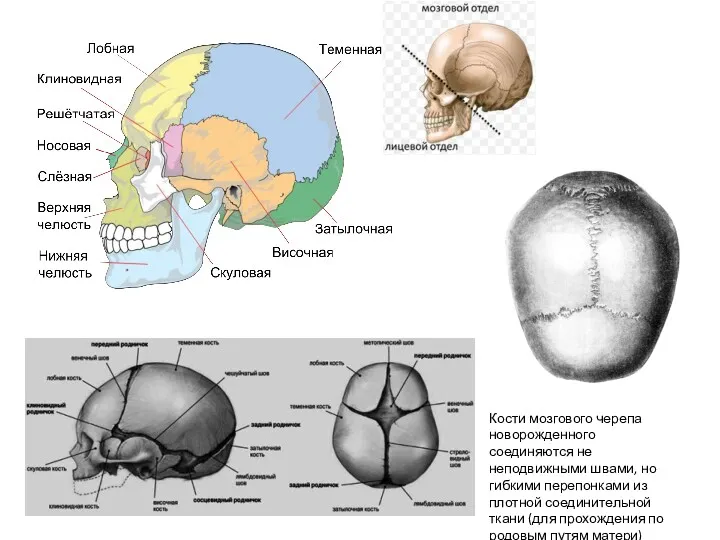 Кости мозгового черепа новорожденного соединяются не неподвижными швами, но гибкими