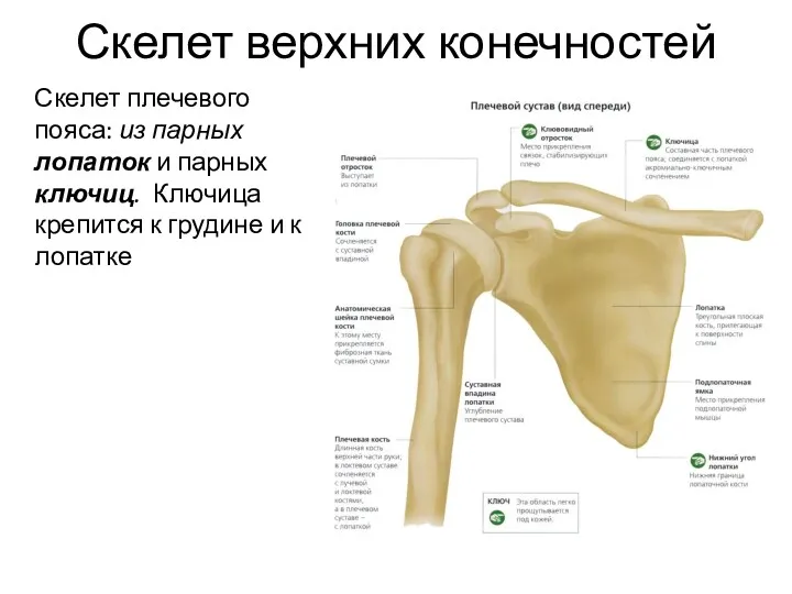 Скелет верхних конечностей Скелет плечевого пояса: из парных лопаток и