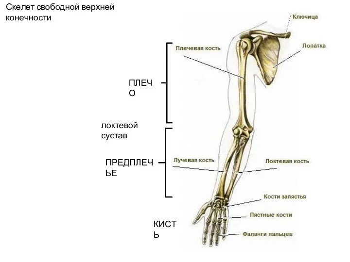 Скелет свободной верхней конечности : ПЛЕЧО ПРЕДПЛЕЧЬЕ КИСТЬ локтевой сустав