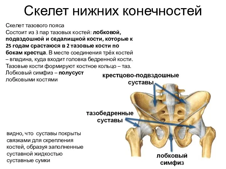 Скелет тазового пояса Состоит из 3 пар тазовых костей: лобковой,