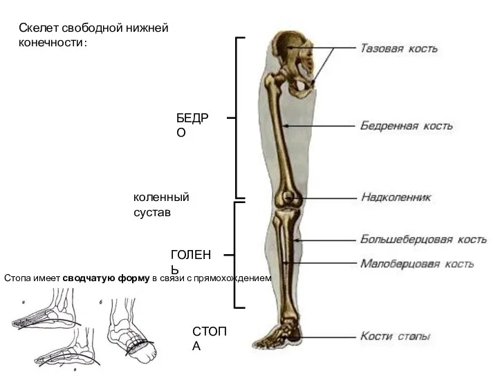 Скелет свободной нижней конечности: : Стопа имеет сводчатую форму в