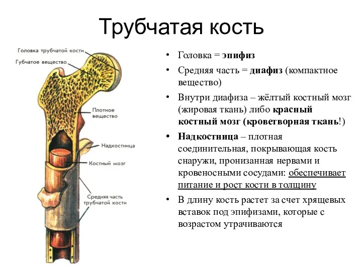 Трубчатая кость Головка = эпифиз Средняя часть = диафиз (компактное