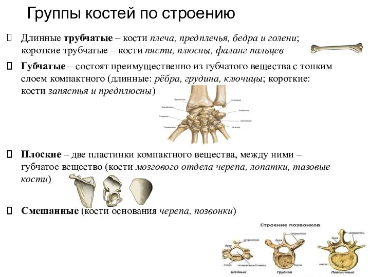 Группы костей по строению Длинные трубчатые – кости плеча, предплечья,