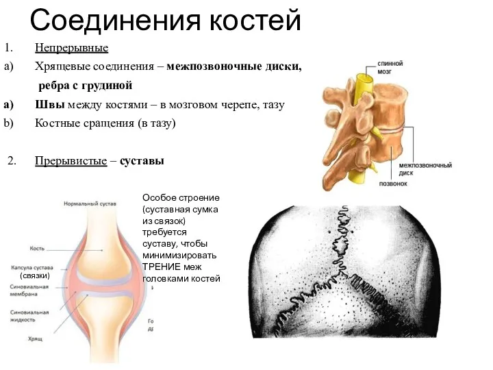 Соединения костей Непрерывные Хрящевые соединения – межпозвоночные диски, ребра с