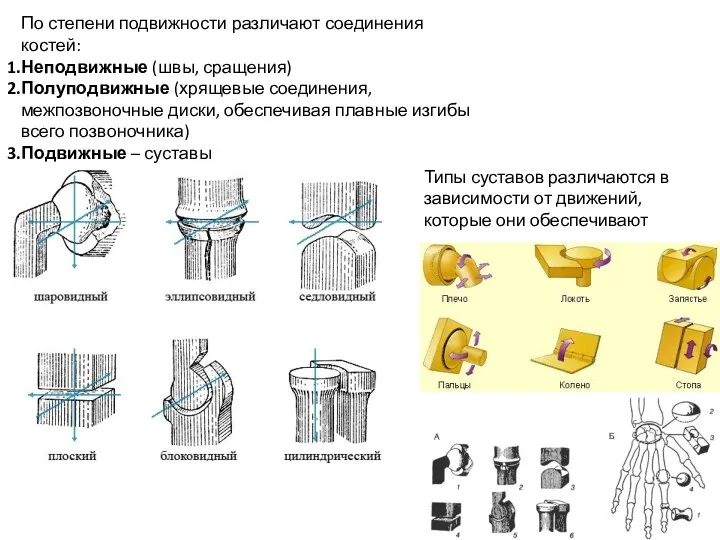 По степени подвижности различают соединения костей: Неподвижные (швы, сращения) Полуподвижные