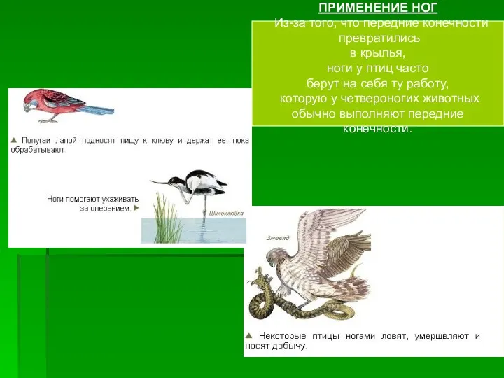 ПРИМЕНЕНИЕ НОГ Из-за того, что передние конечности превратились в крылья,