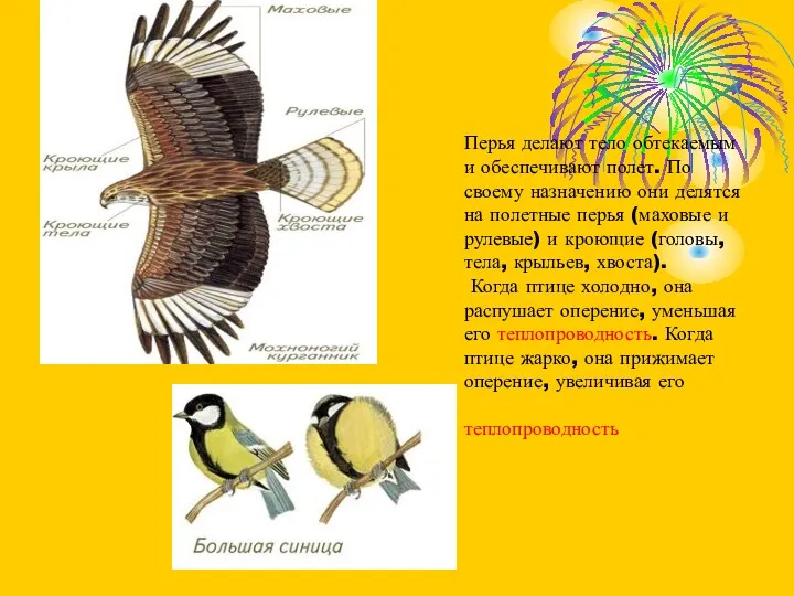 Перья делают тело обтекаемым и обеспечивают полет. По своему назначению