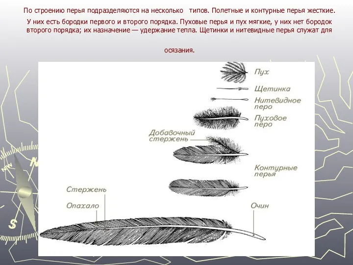 По строению перья подразделяются на несколько типов. Полетные и контурные