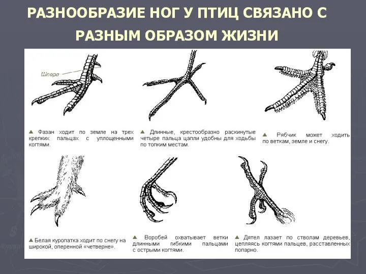 РАЗНООБРАЗИЕ НОГ У ПТИЦ СВЯЗАНО С РАЗНЫМ ОБРАЗОМ ЖИЗНИ