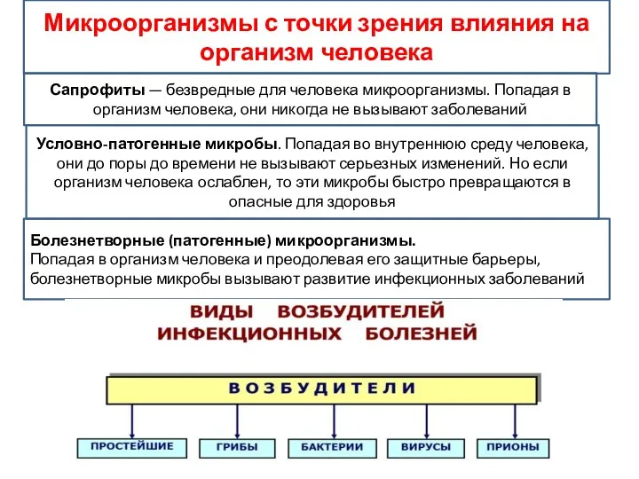 Микроорганизмы с точки зрения влияния на организм человека Сапрофиты — безвредные для человека