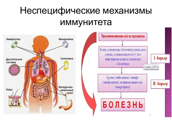 Неспецифические механизмы иммунитета