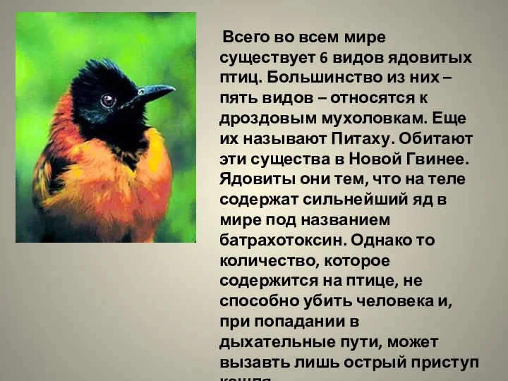 Всего во всем мире существует 6 видов ядовитых птиц. Большинство