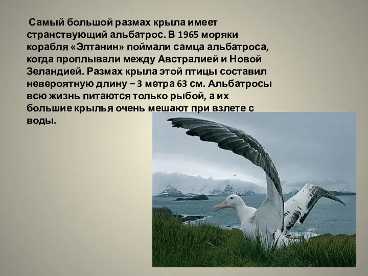 Самый большой размах крыла имеет странствующий альбатрос. В 1965 моряки