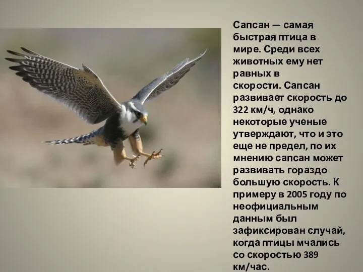 Сапсан — самая быстрая птица в мире. Среди всех животных
