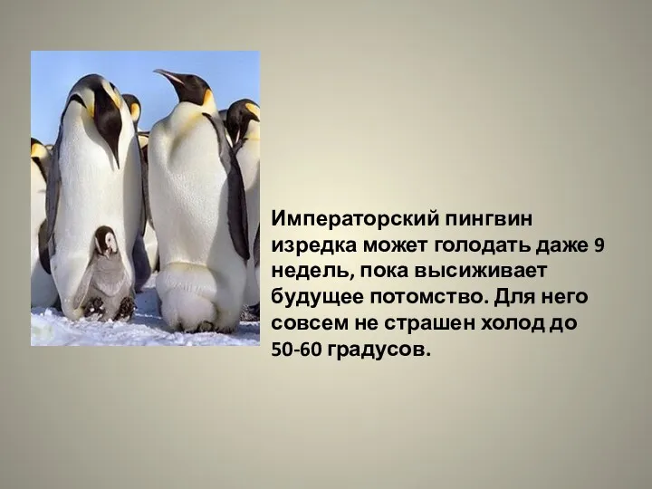 Императорский пингвин изредка может голодать даже 9 недель, пока высиживает