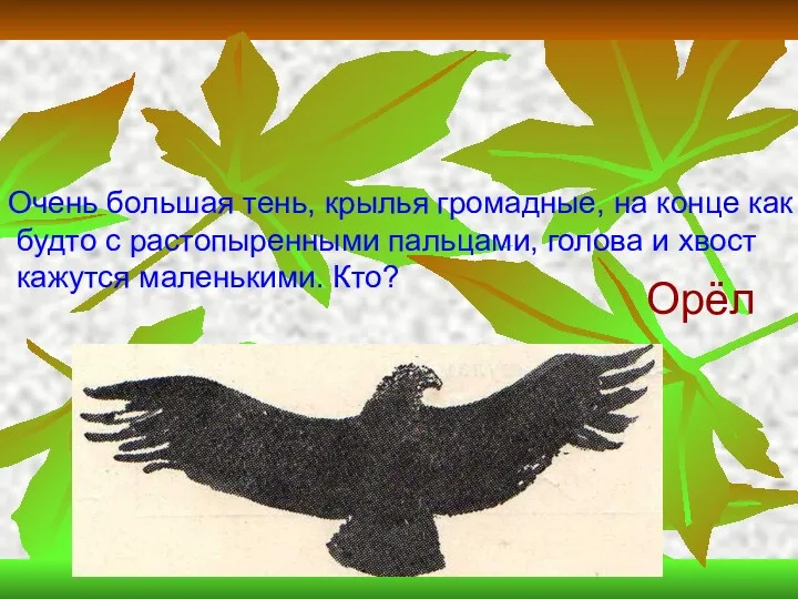 Чья тень? Очень большая тень, крылья громадные, на конце как