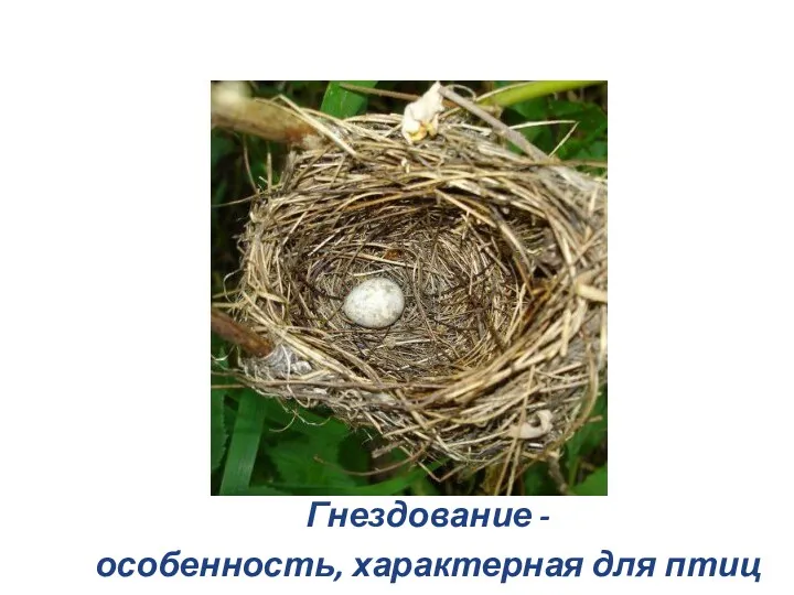 Гнездование - особенность, характерная для птиц
