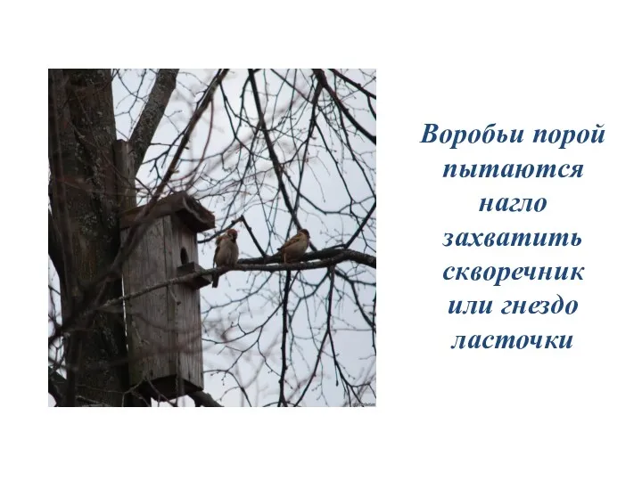 Воробьи порой пытаются нагло захватить скворечник или гнездо ласточки