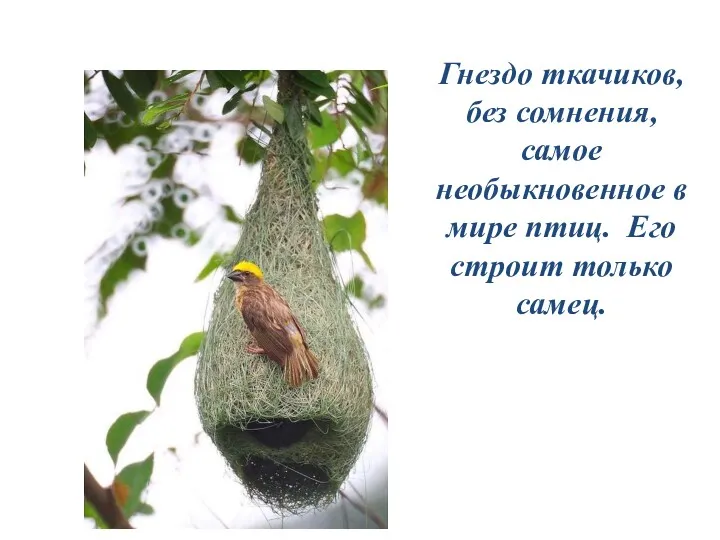 Гнездо ткачиков, без сомнения, самое необыкновенное в мире птиц. Его строит только самец.