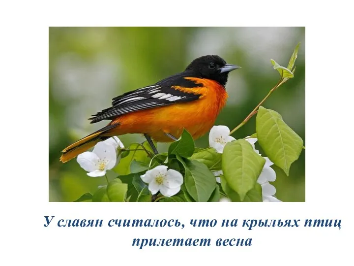 У славян считалось, что на крыльях птиц прилетает весна